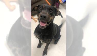 Pets of the Week, sponsored by Dr. PAWS, February 15, 2026