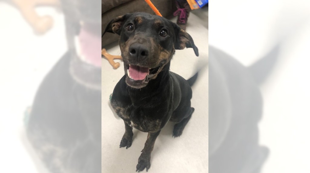 Pets of the Week, sponsored by Dr. PAWS, February 15, 2026