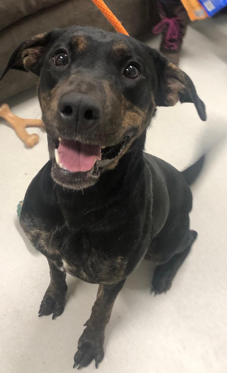 Shiloh, a 2-year-old Doberman mix, is a high-energy companion. The...