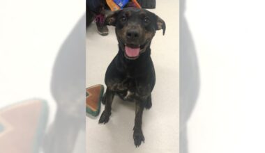 Pets of the Week sponsored by Dr. PAWS, February 1, 2026