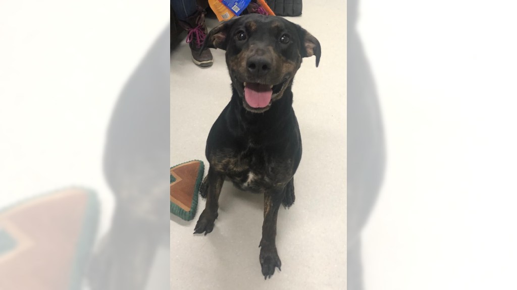 Pets of the Week sponsored by Dr. PAWS, February 1, 2026