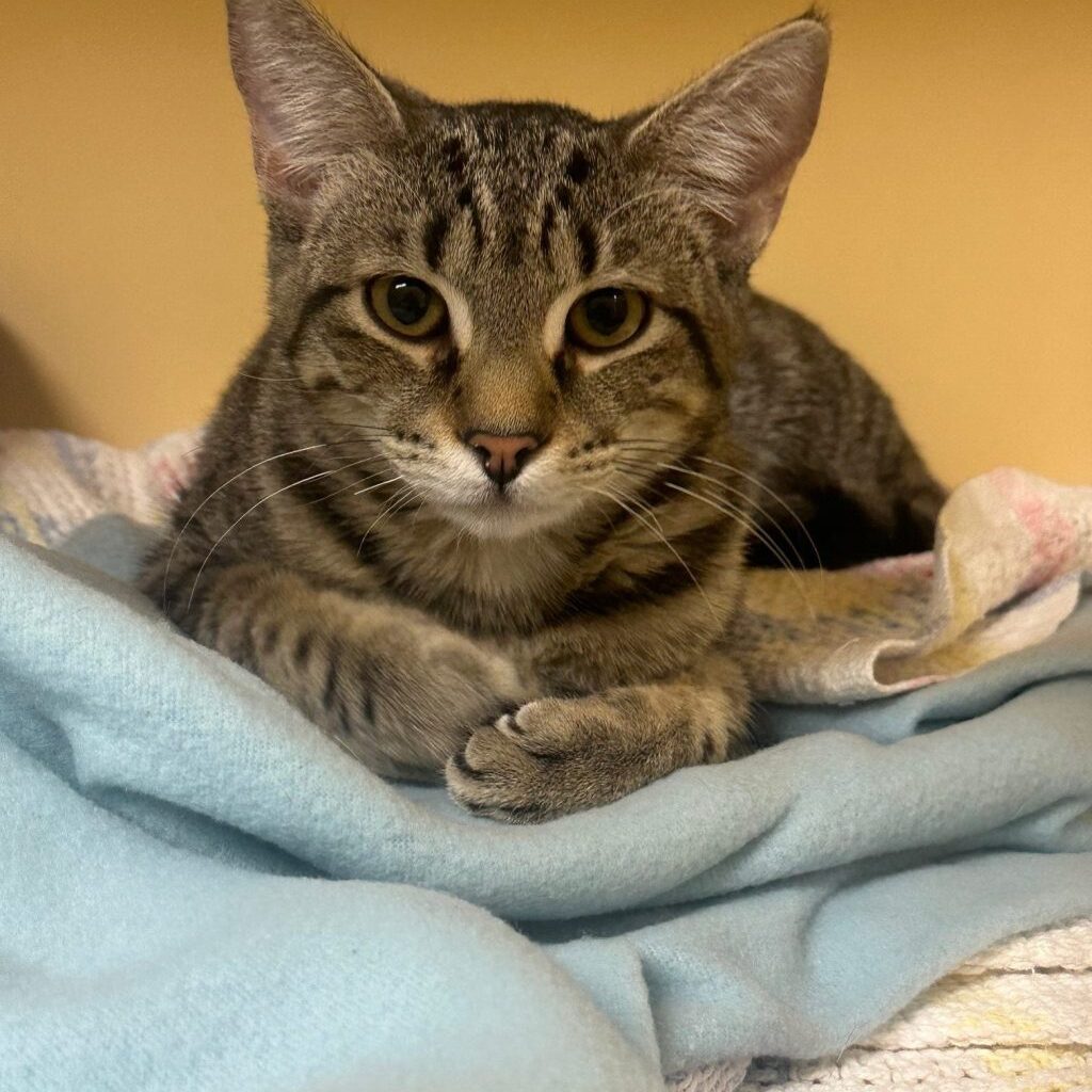 Pets of the Week, sponsored by Dr. PAWS, February 22, 2026