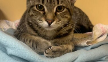 Pets of the Week, sponsored by Dr. PAWS, February 22, 2026