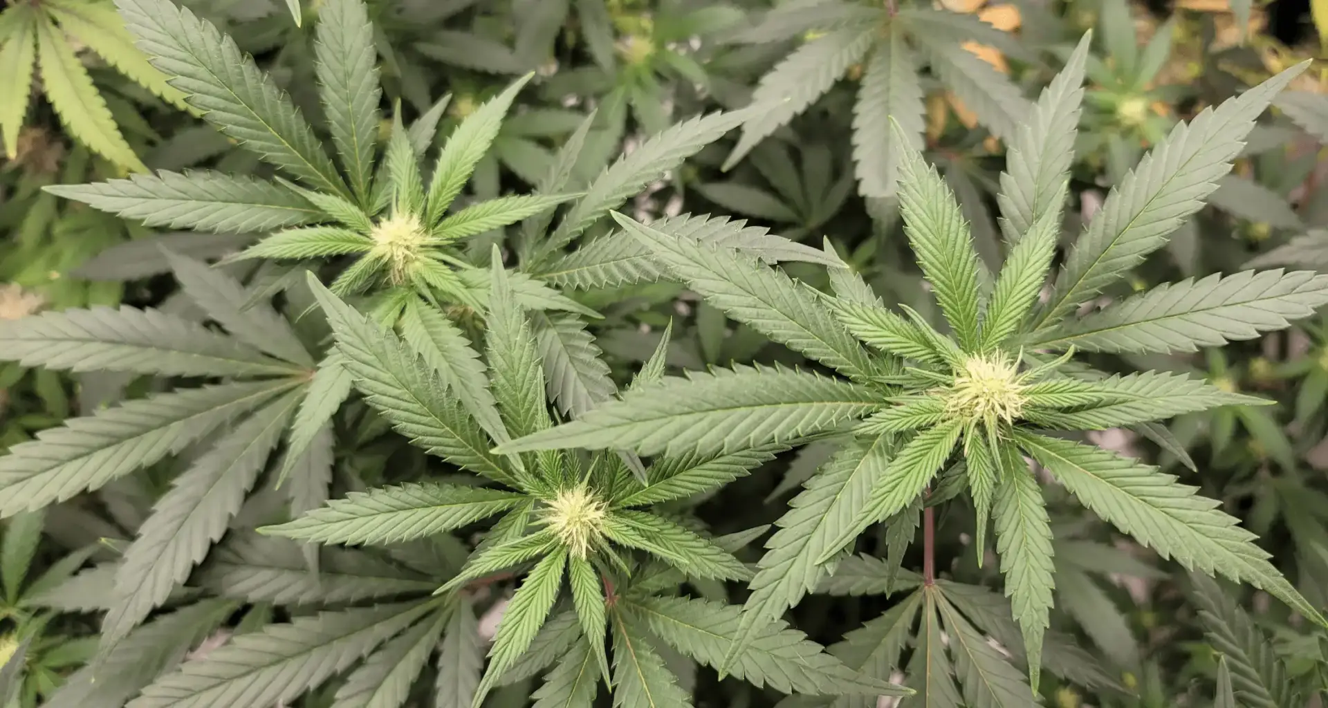 Majority Of Pennsylvania Voters Back Legalizing Marijuana, New Poll Shows