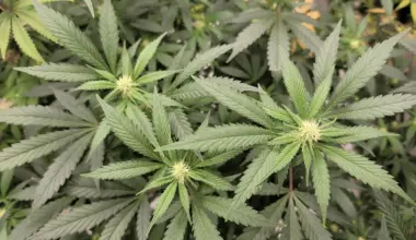 Majority Of Pennsylvania Voters Back Legalizing Marijuana, New Poll Shows