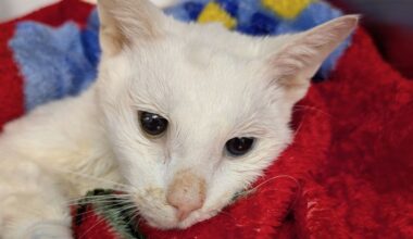 Emaciated cat found abandoned in Philadelphia apartment basement – NBC10 Philadelphia