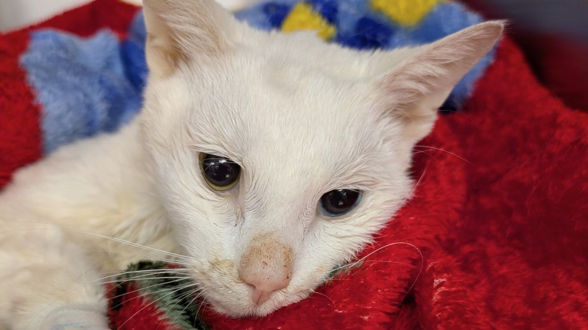 Emaciated cat found abandoned in Philadelphia apartment basement – NBC10 Philadelphia