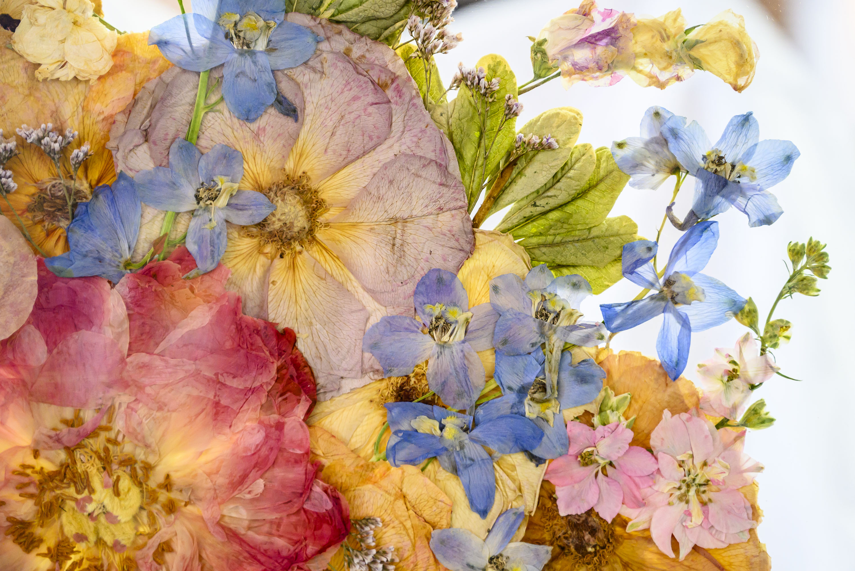 Pressed flower frames are displayed Friday, Feb. 13, 2026, at...