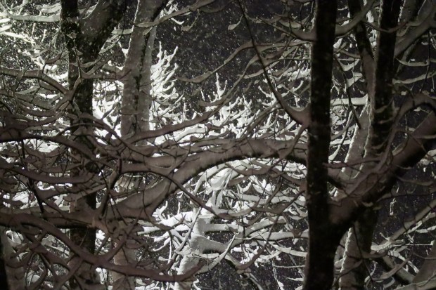 Snow falls Sunday, Feb. 22, 2026, late in the evening in Bethlehem. A winter storm was expected to drop 7-14 inches of snow in the region Sunday into Monday, though the National Weather Service said there was uncertainty about the total. (Rich Rolen/Special to The Morning Call)