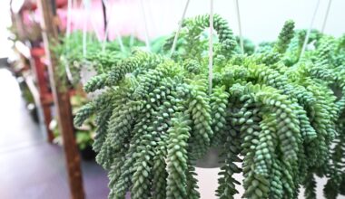 Wicked Botanist to close in Whitehall Township