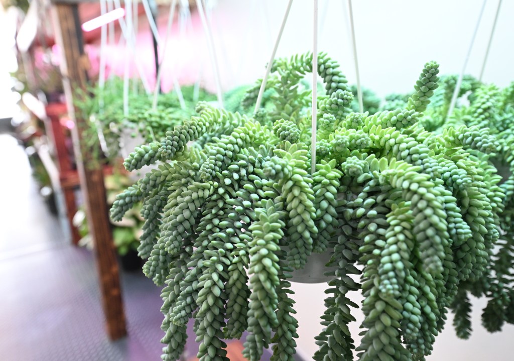 Wicked Botanist to close in Whitehall Township