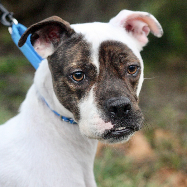 Thimble (Lehigh Valley Humane Society)