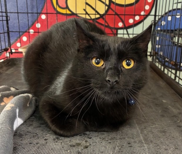 Ping (Sanctuary at Haafsville)