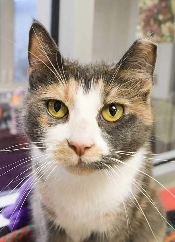 Skye (Animals In Distress)