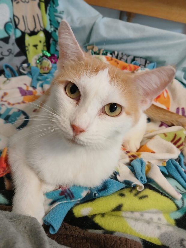 Martha Stewart (Forgotten Felines)