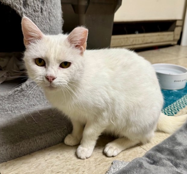 Madam Morrible (Sanctuary at Haafsville)