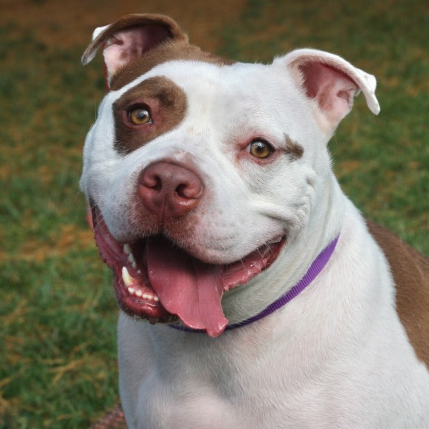 Cartman (Lehigh Valley Humane Society)