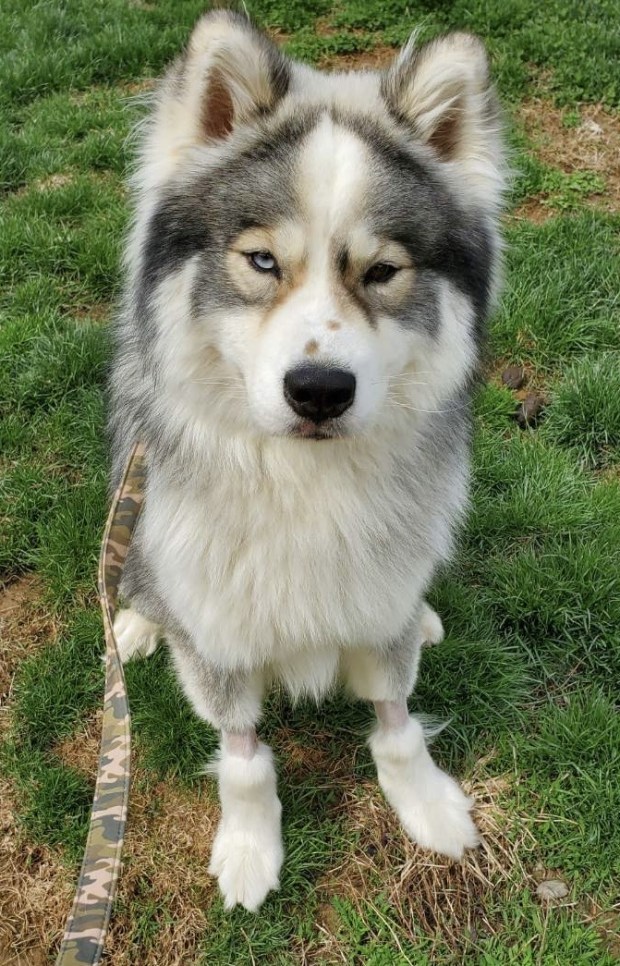 Max (Animals in Distress)