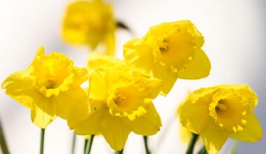 What will spring be like in Lehigh Valley? What Old Farmer's Almanac says