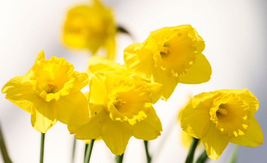 What will spring be like in Lehigh Valley? What Old Farmer's Almanac says