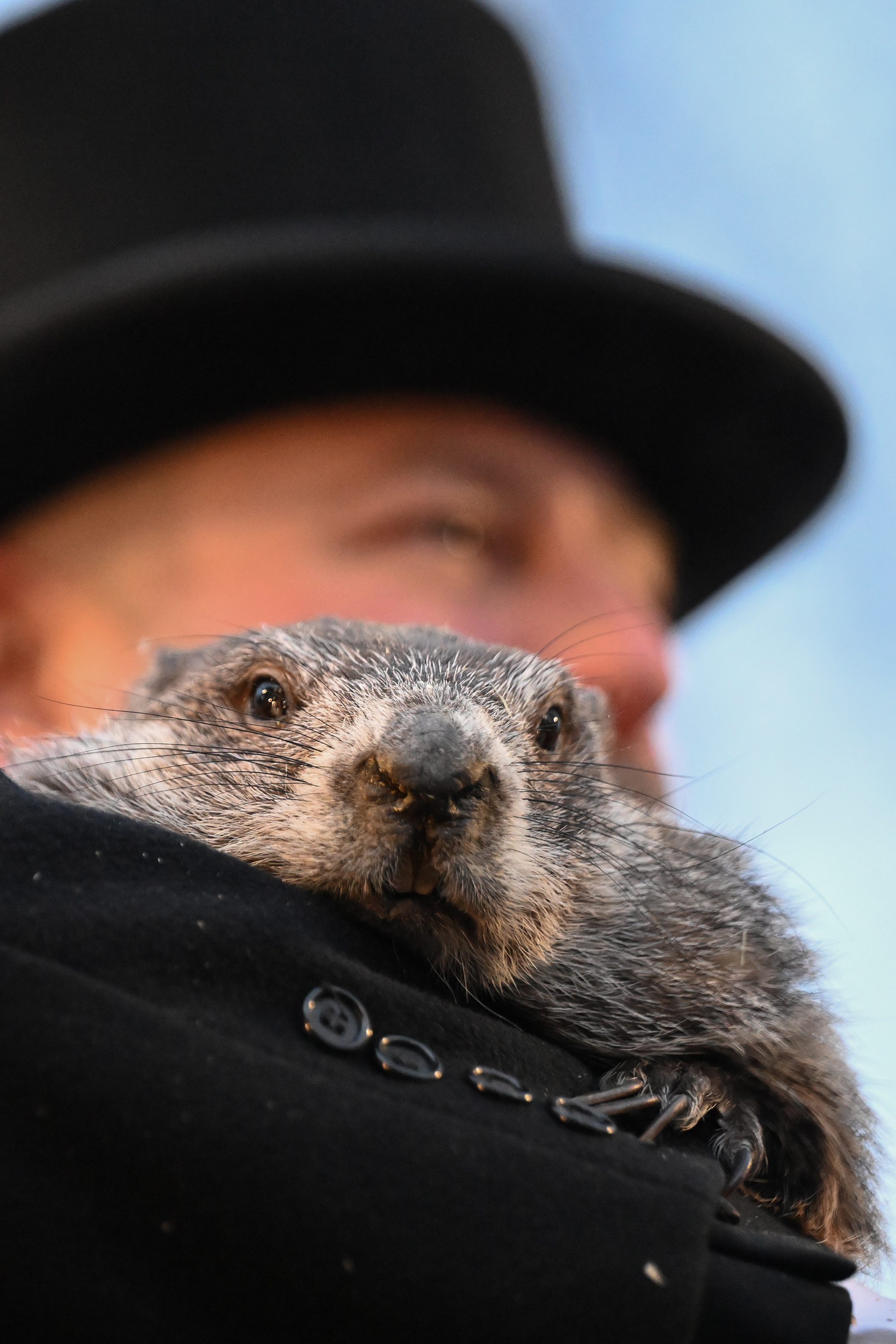 Groundhog Club handler A.J. Dereume holds Punxsutawney Phil, the weather...