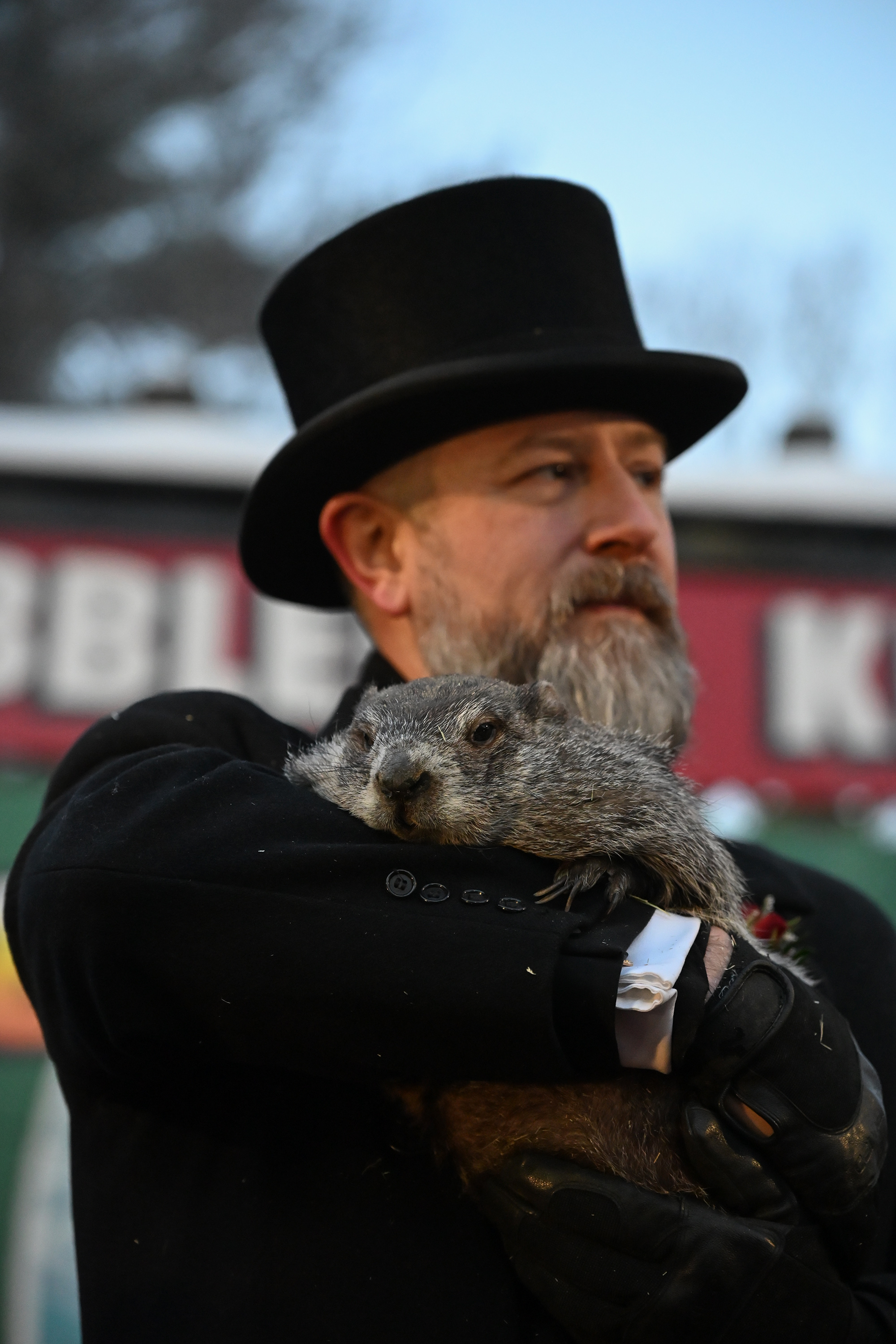 Groundhog Club handler A.J. Dereume holds Punxsutawney Phil, the weather...