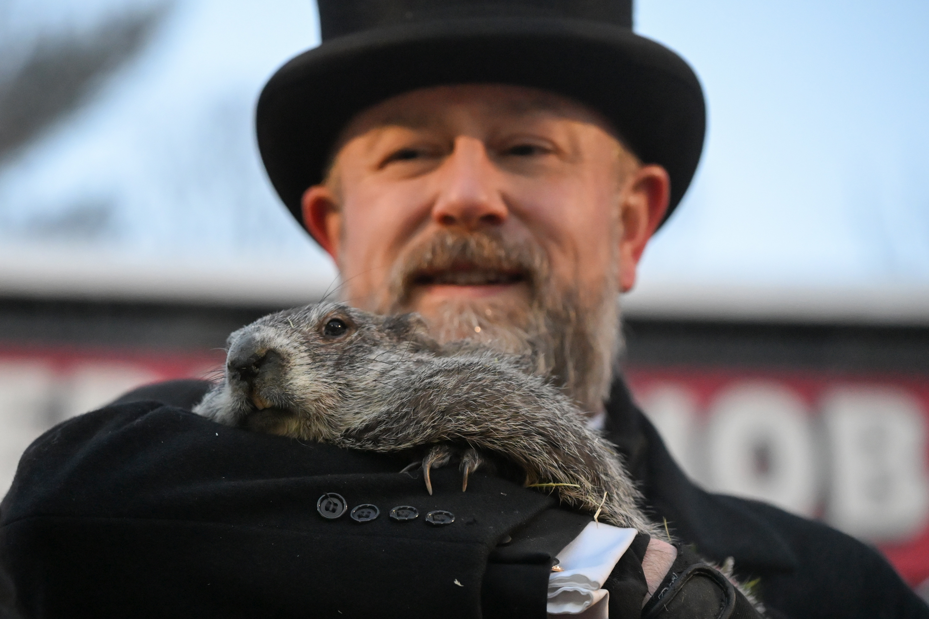 Groundhog Club handler A.J. Dereume holds Punxsutawney Phil, the weather...