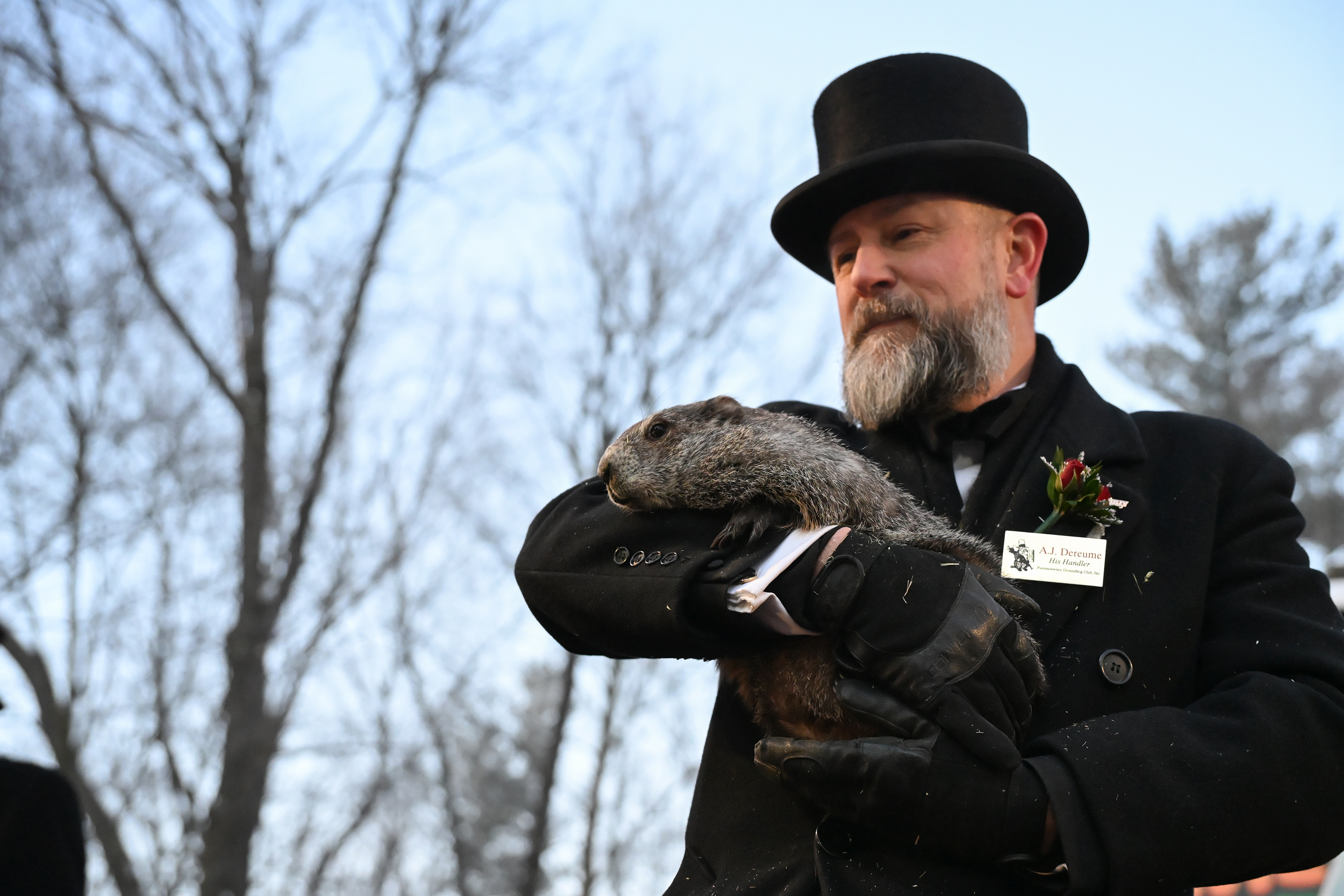 Groundhog Club handler A.J. Dereume holds Punxsutawney Phil, the weather...