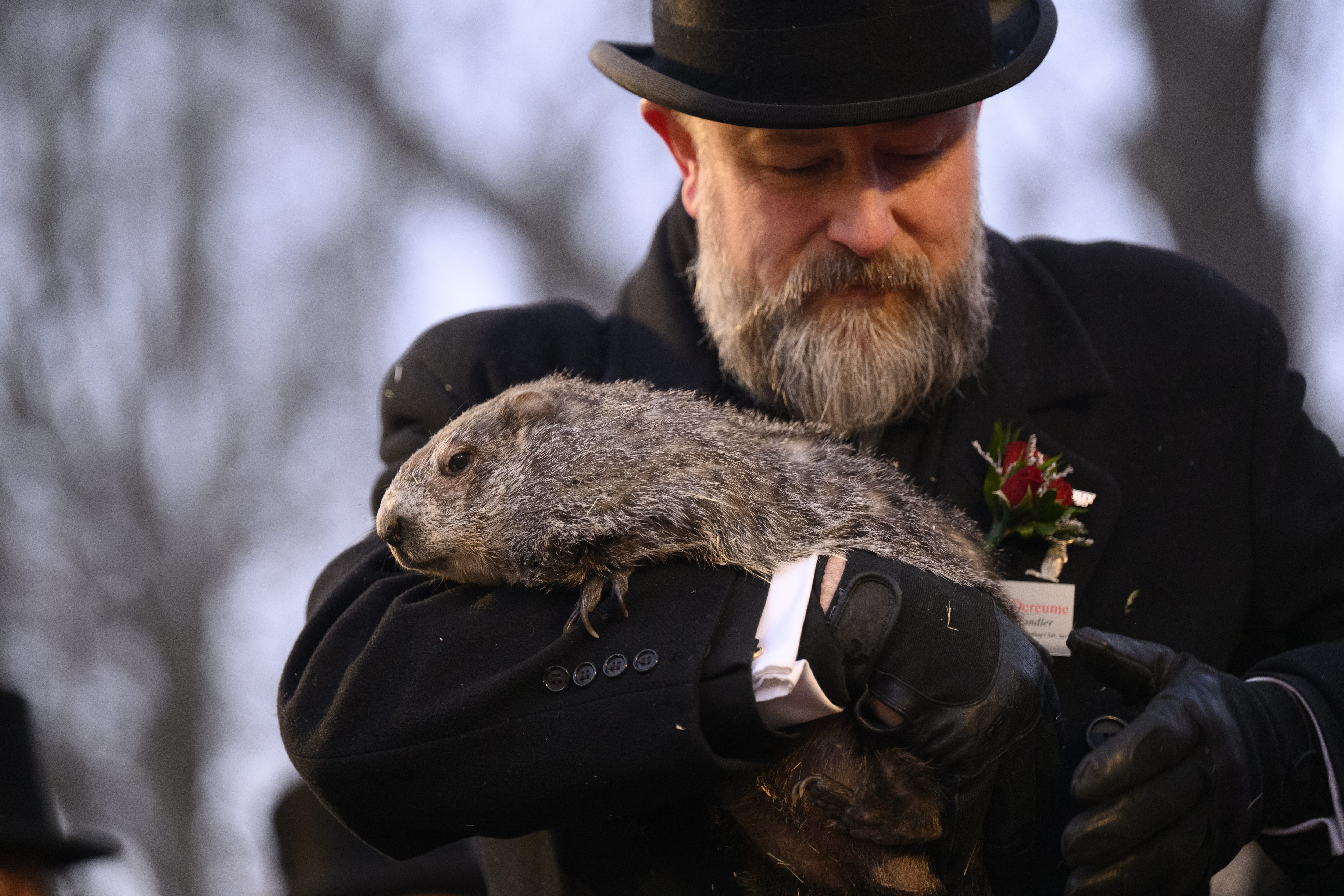 Groundhog handler AJ Dereume holds Punxsutawney Phil after he saw...