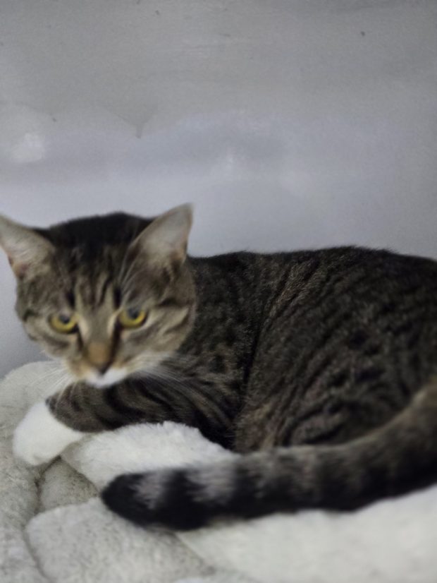 Cookie (Pets in Need)