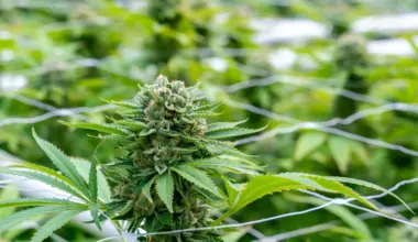 Pennsylvania Lawmakers Should Legalize Marijuana This Year, Pittsburgh City Council Resolution Says