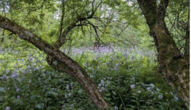 Western PA Conservancy Protects 164 Acres Of Forestland, Wetlands In French Creek Watershed, Adds To Conservation Area In Erie County