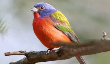 Audubon Christmas Bird Count results: Record number of bald eagles, preregrine falcons and ravens counted in Pittsburgh