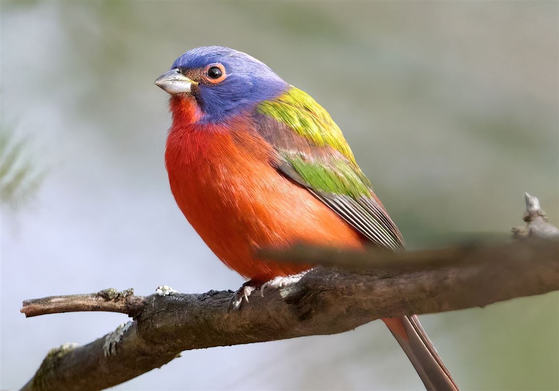 Audubon Christmas Bird Count results: Record number of bald eagles, preregrine falcons and ravens counted in Pittsburgh