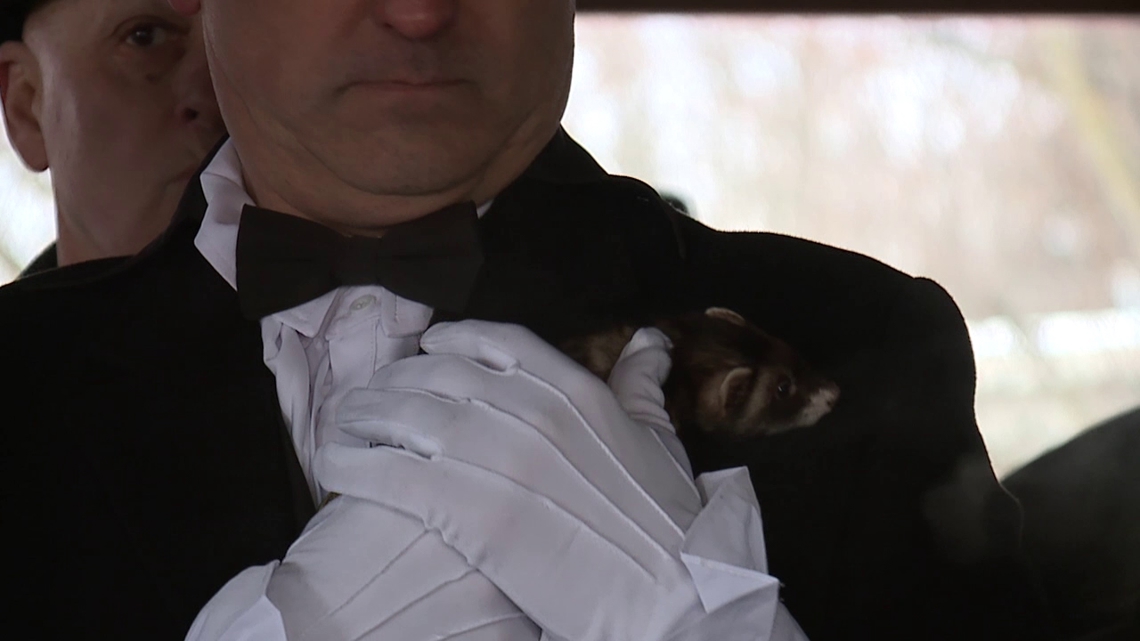 Early Spring? So says this ferret in Lackawanna County