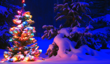 Cut Your Own Christmas Tree in Erie County: Top 5 Farms for 2025