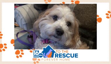 16 To The Rescue: Dolly