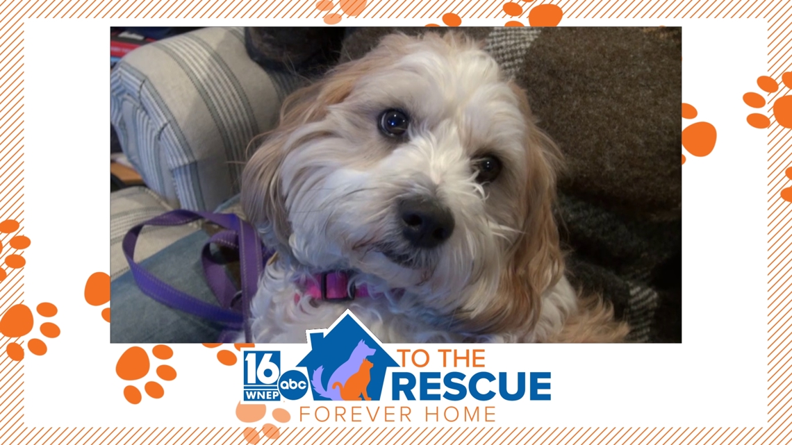 16 To The Rescue: Dolly