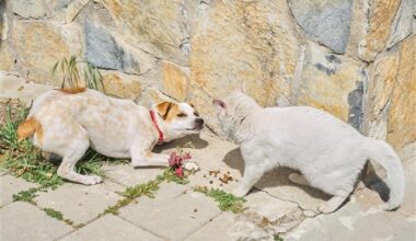 City Council passes second reading of Animal feeding ordinance