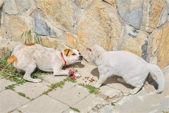 City Council passes second reading of Animal feeding ordinance