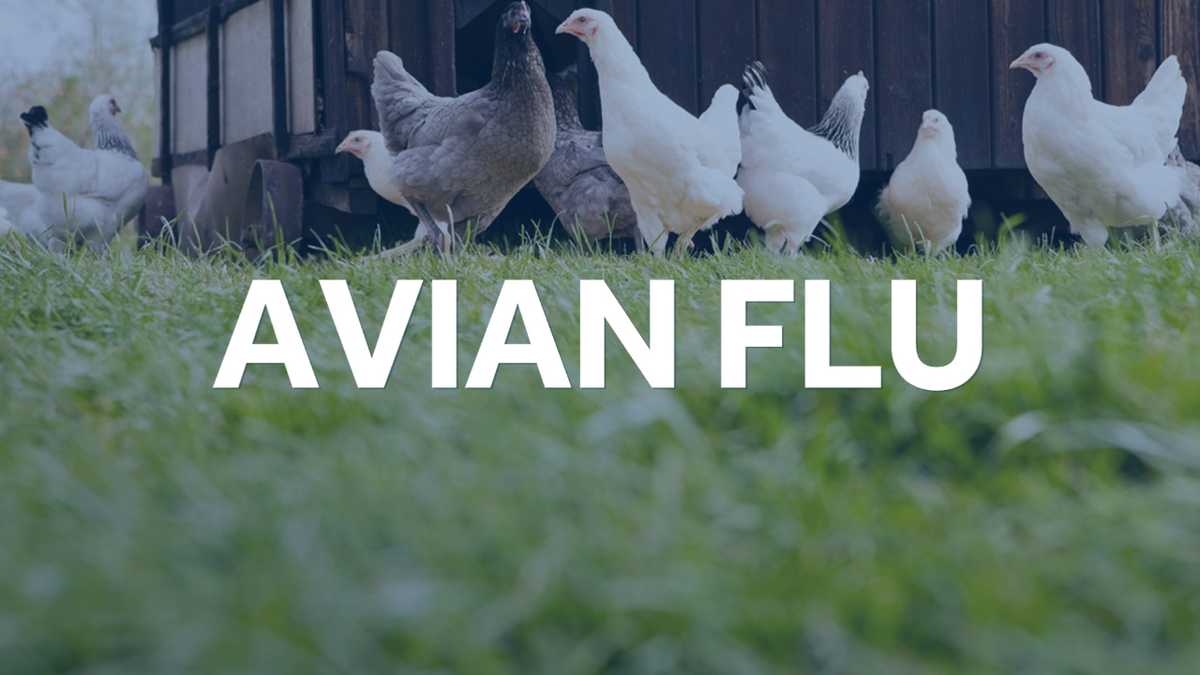 Lancaster County | Avian flu affects nearly 1.7 million birds