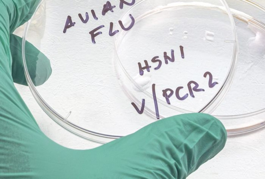 Avian flu hits poultry in Pennsylvania, South Dakota, Kansas
