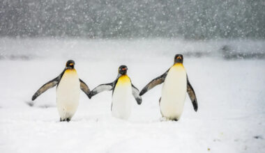 Penguins Playing in the Snow at the Pittsburgh Zoo Will Make Your Day