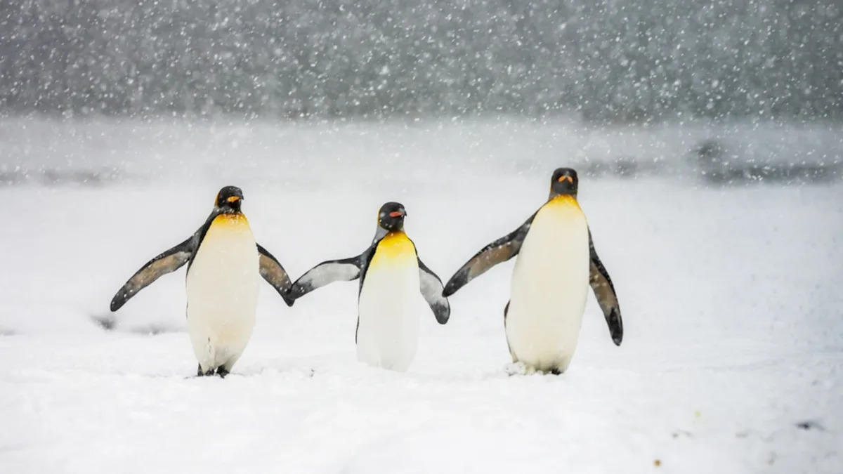 Penguins Playing in the Snow at the Pittsburgh Zoo Will Make Your Day