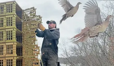 Game commission releases ‘bonus’ pheasants across southwestern Pennsylvania