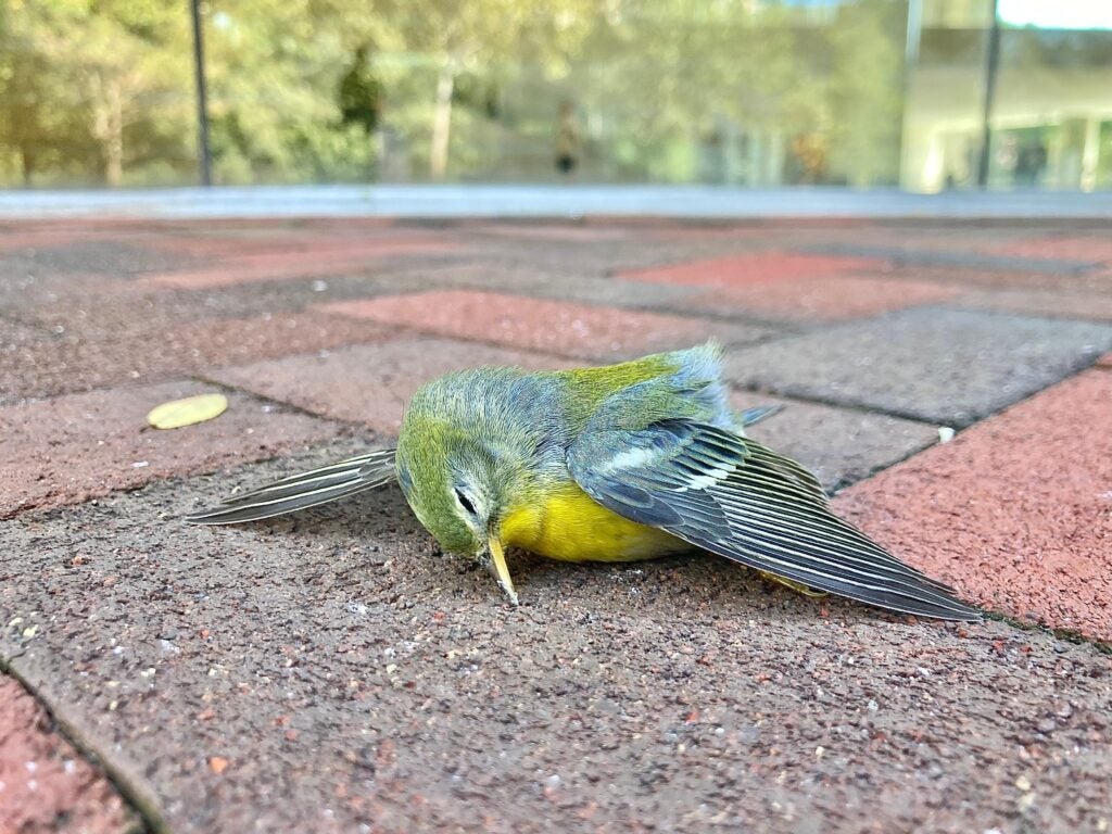 A dead parula warbler