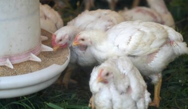 Pa. deploys more resources to combat avian flu outbreak