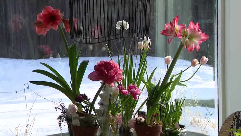 Pennsylvania flower farm brings early spring blooms