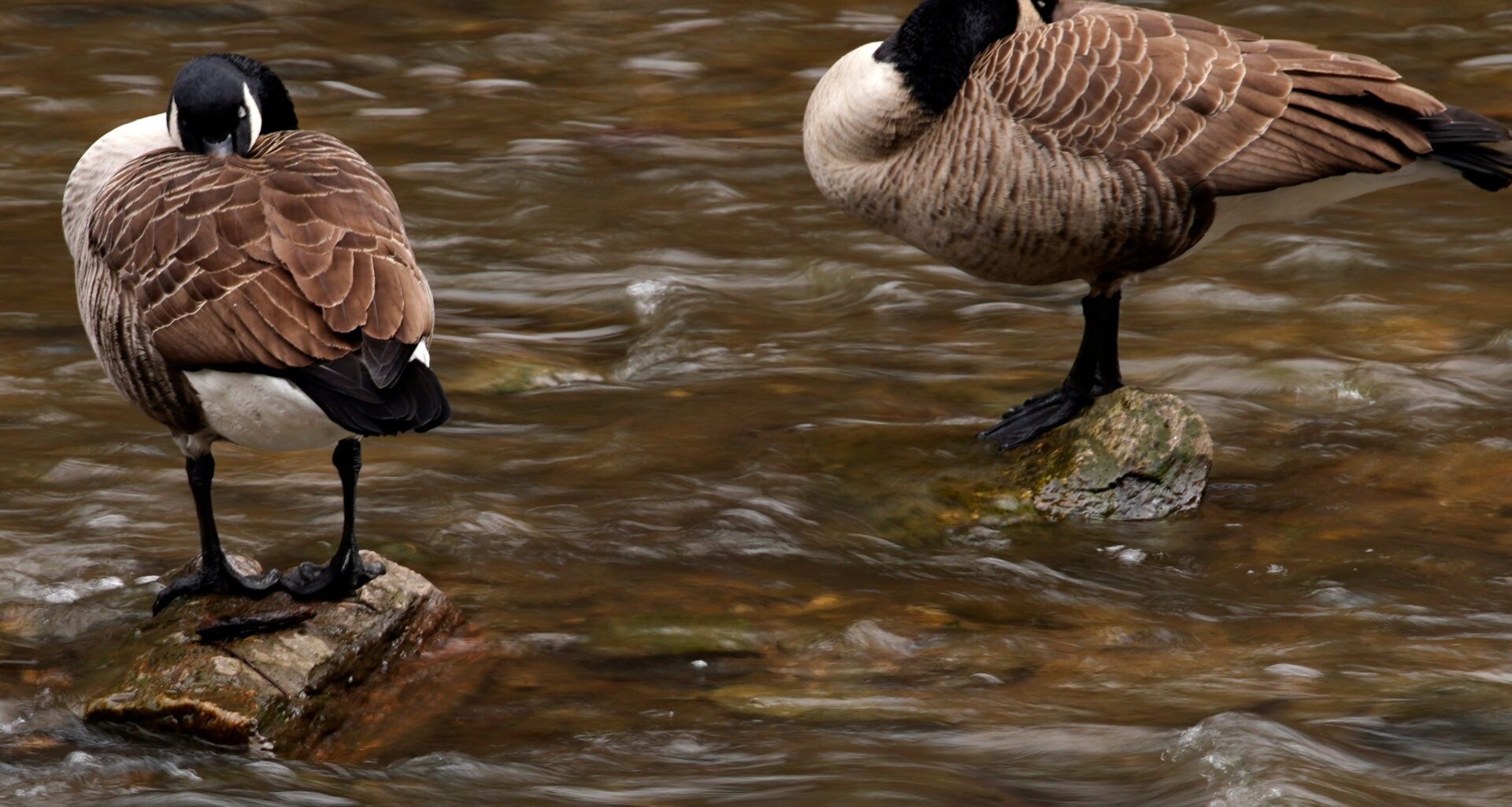PA officials address efforts to reduce spread of bird flu