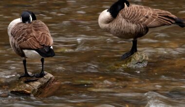 PA officials address efforts to reduce spread of bird flu